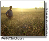 field of switchgrass