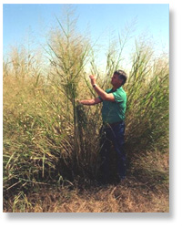 Switchgrass is often used as biomass fuel