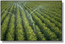 potato irrigation