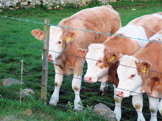 Fenced Cows