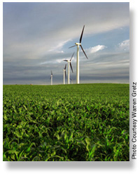 Wind turbines planted along with corn