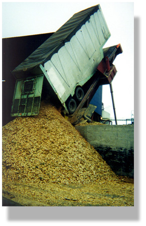 Woodchips are used to fuel biomass power plants