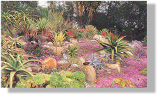 Succulent, low-water plants save resources and money